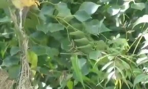 صحنه‌ای دیدنی از حیات وحش؛ شکار جوجه‌ها توسط مار گرسنه
