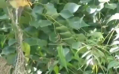 صحنه‌ای دیدنی از حیات وحش؛ شکار جوجه‌ها توسط مار گرسنه