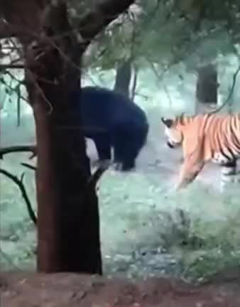صحنه‌ای دیدنی از حیات وحش/ فرار ببر بنگال از دست خرس عصبانی