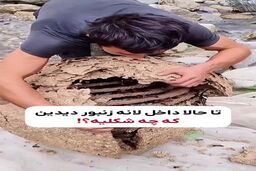 فیلمی شگفت‌انگیز از داخل لانه زنبور