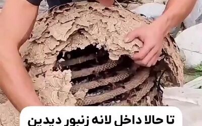 فیلمی شگفت‌انگیز از داخل لانه زنبور