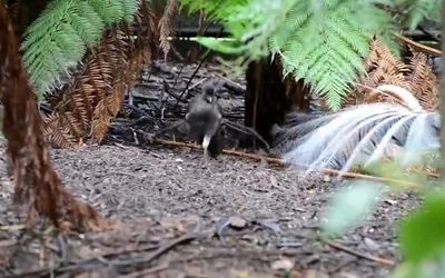 ویدئویی از عجیب‌ترین پرنده جهان